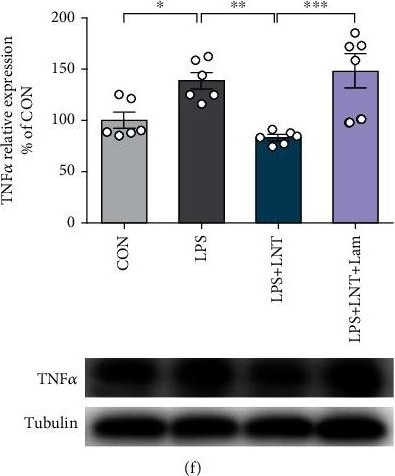 Detection of TNF-alpha by Western Blot