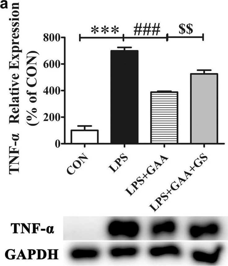 Detection of TNF-alpha by Western Blot