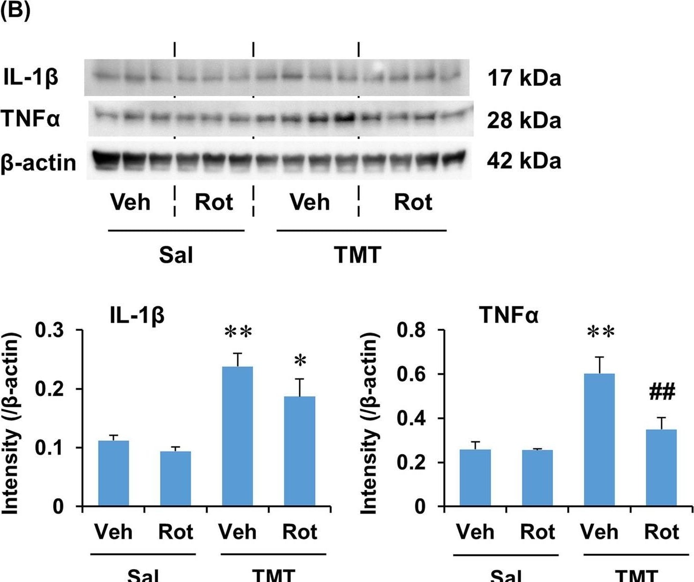 Detection of TNF-alpha by Western Blot