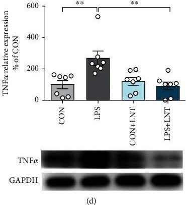 Detection of TNF-alpha by Western Blot
