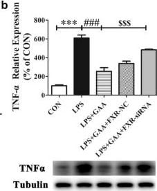 Detection of TNF-alpha by Western Blot