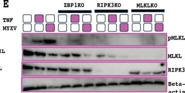 Detection of TNF-alpha by Western Blot