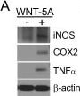 Detection of Mouse TNF-alpha by Western Blot