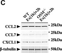 Detection of jn090xqgax6wba8rkwla.jpg by Western Blot