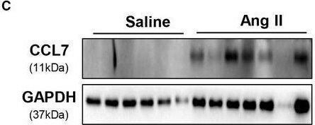 Detection of CCL7/MCP-3/MARC by Western Blot