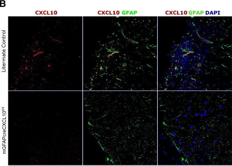 Detection of Mouse CXCL10/IP-10/CRG-2 by Immunocytochemistry/Immunofluorescence