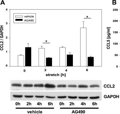 Detection of CCL2/JE/MCP-1 by Western Blot