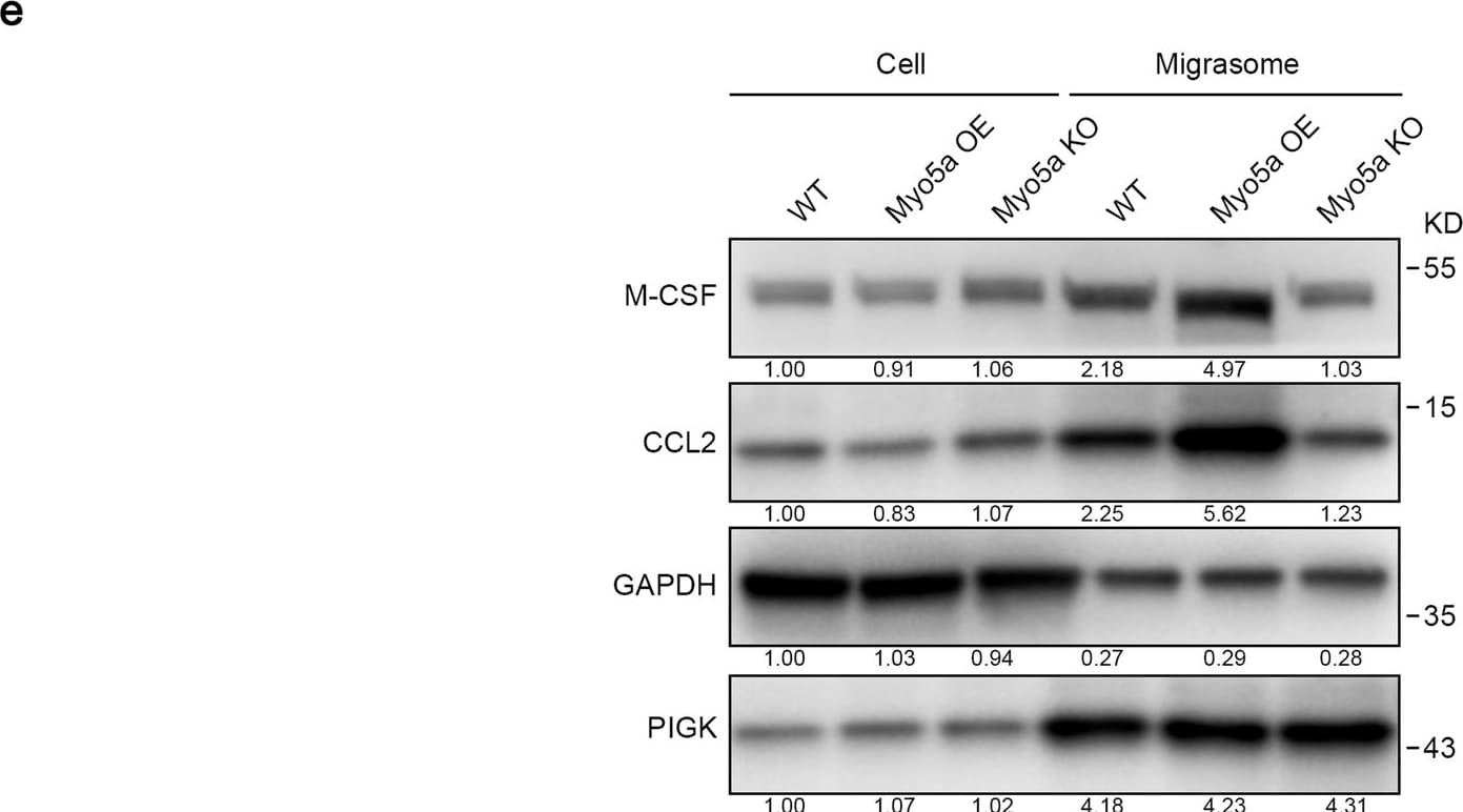 Detection of CCL2/JE/MCP-1 by Western Blot