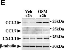 Detection of CCL2/JE/MCP-1 by Western Blot