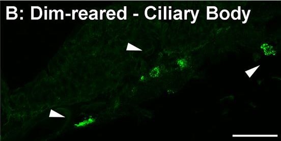 Detection of Porcine IL-1 beta/IL-1F2 by Immunocytochemistry/ Immunofluorescence