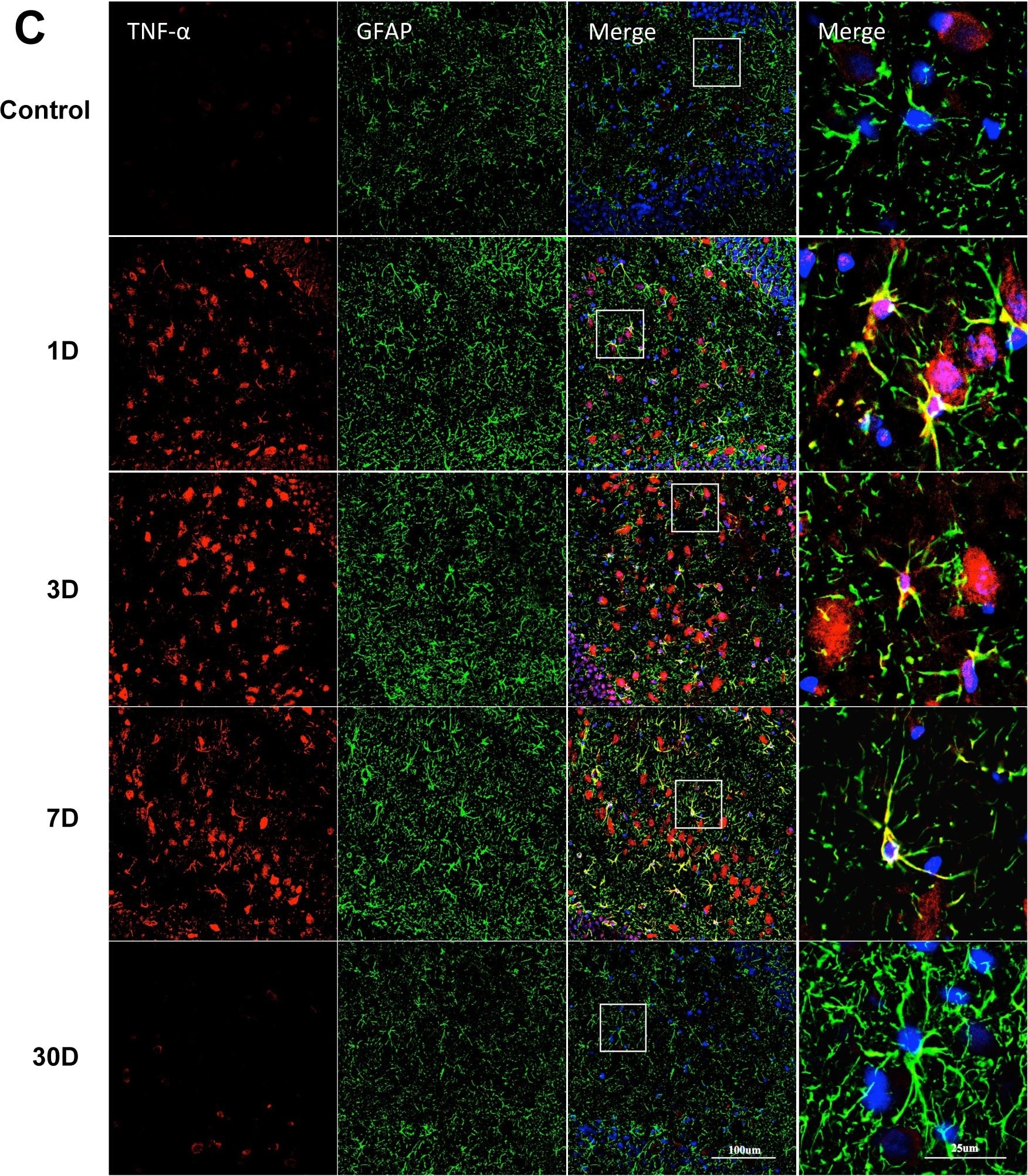 Detection of Rat TNF-alpha by Immunocytochemistry/ Immunofluorescence