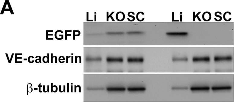 Detection of Mouse Mouse VE-Cadherin Antibody by Western Blot
