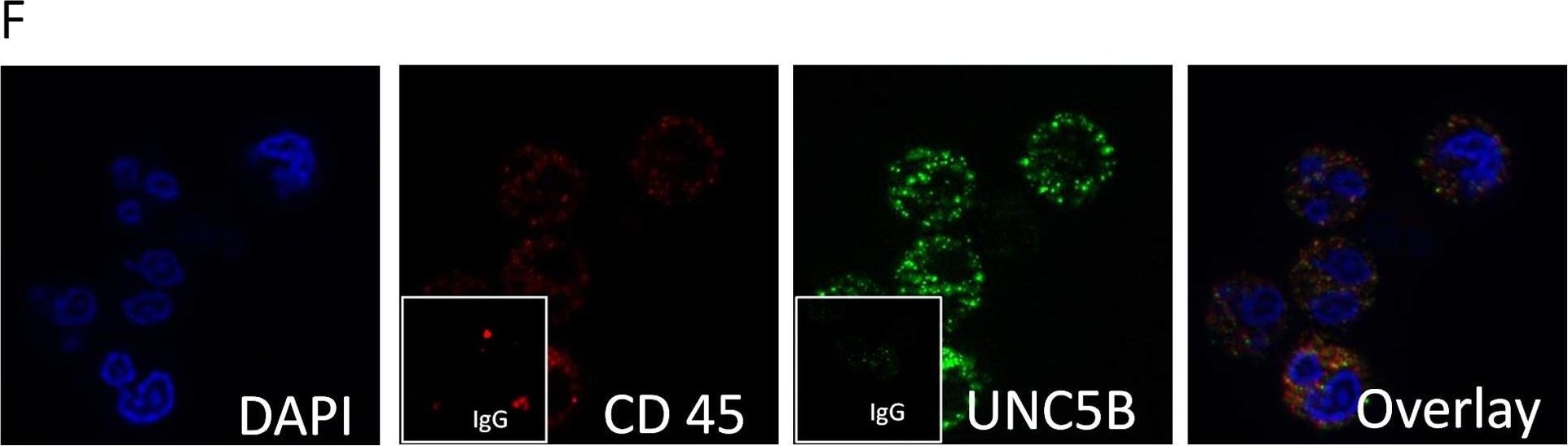 Detection of Mouse UNC5H2/UNC5B by Functional
