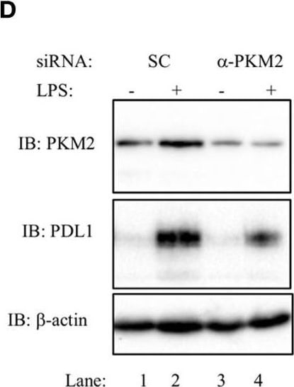 Detection of Mouse PD-L1 by Western Blot