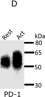 Detection of Mouse PD-1 by Western Blot
