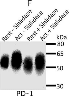 Detection of Mouse PD-1 by Western Blot