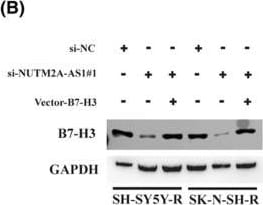 Detection of Human B7-H3 by Western Blot