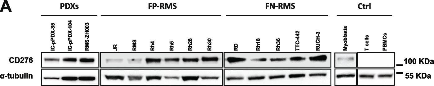Detection of B7-H3 by Western Blot