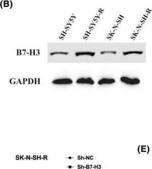 Detection of Human B7-H3 by Western Blot