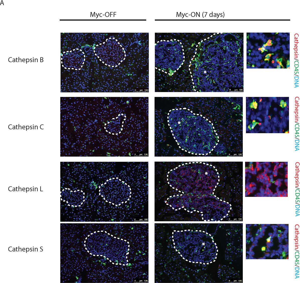 Detection of Mouse Cathepsin C/DPPI by Immunocytochemistry/ Immunofluorescence