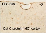 Detection of Mouse Cathepsin C/DPPI by Immunohistochemistry