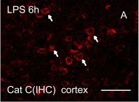 Detection of Mouse Cathepsin C/DPPI by Immunocytochemistry/ Immunofluorescence