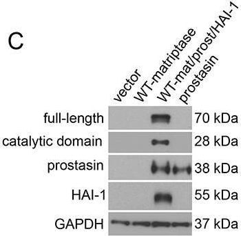 Detection of HAI-1 by Western Blot