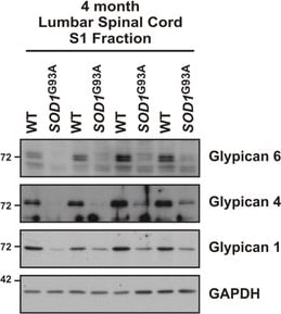 Detection of Mouse Glypican 6 by Western Blot