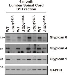 Detection of Mouse Glypican 6 by Western Blot