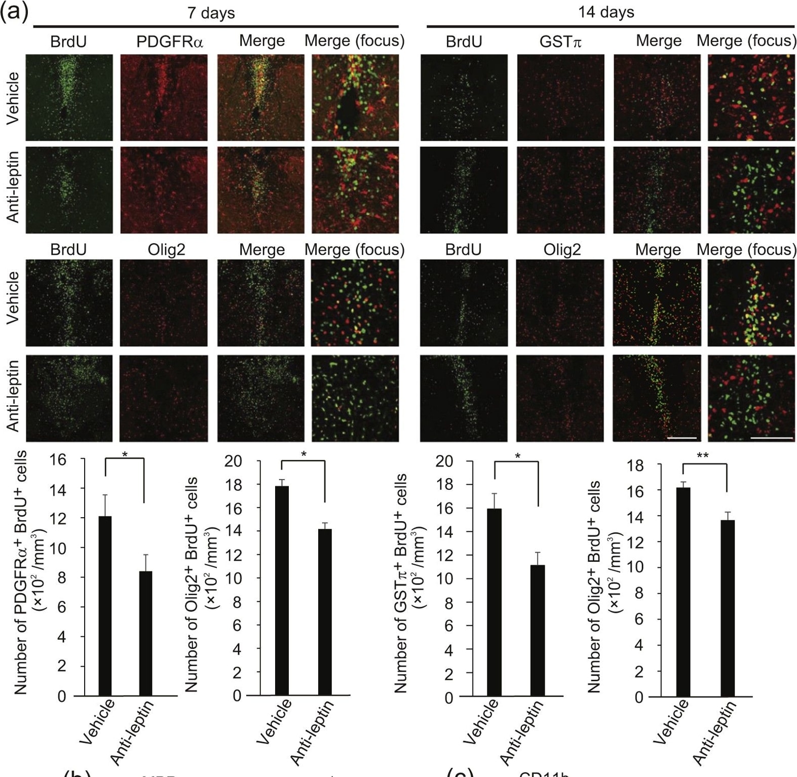 Detection of Mouse PDGFR alpha by Immunocytochemistry/Immunofluorescence