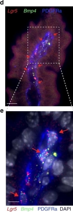 Detection of Mouse PDGFR alpha by Immunocytochemistry/Immunofluorescence