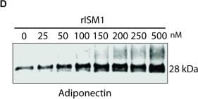 Detection of Adiponectin/Acrp30 by Western Blot