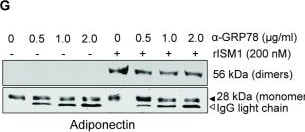 Detection of Adiponectin/Acrp30 by Western Blot