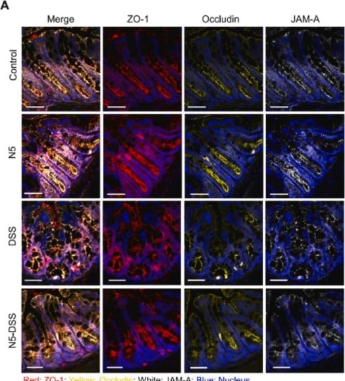 Detection of JAM-A by Immunohistochemistry