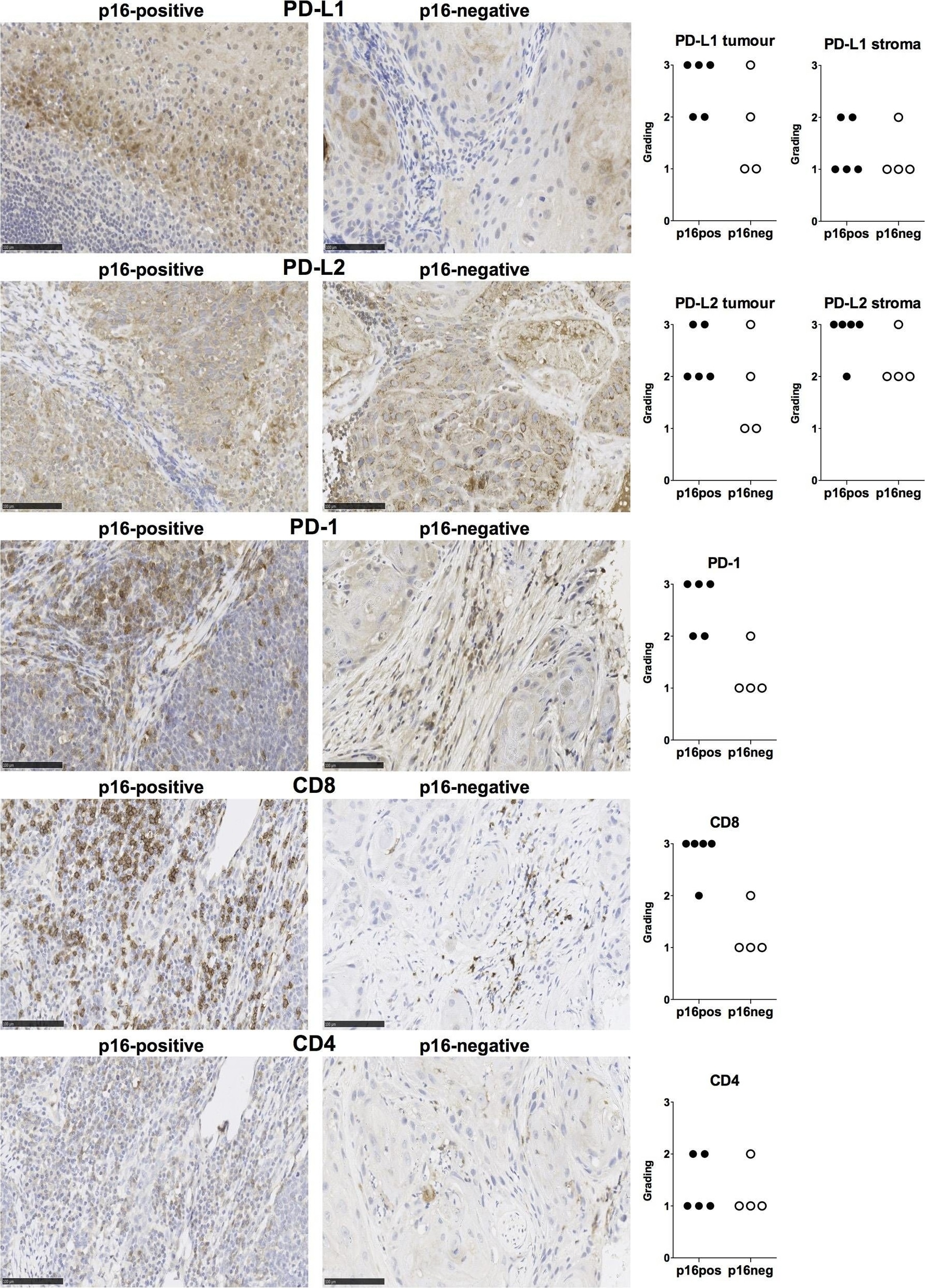 Detection of Human PD-1 by Immunohistochemistry