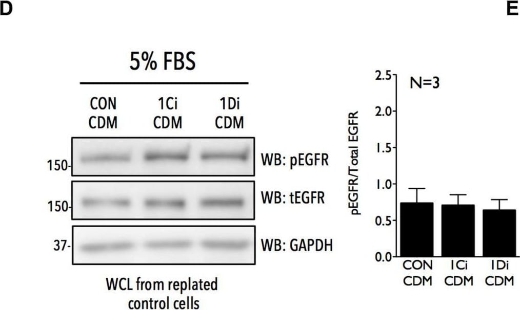 Detection of Phospho-EGFR (Y1173) by Western Blot