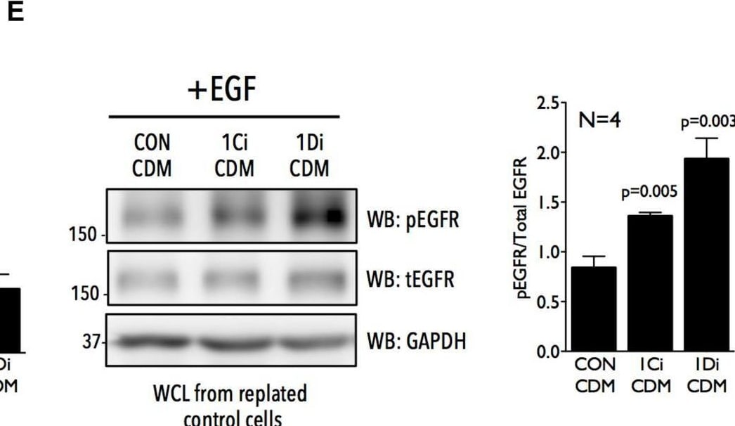 Detection of Phospho-EGFR (Y1173) by Western Blot