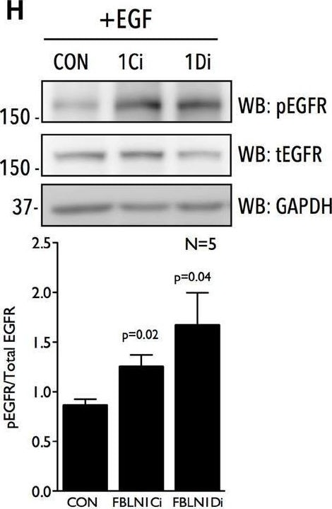 Detection of Phospho-EGFR (Y1173) by Western Blot