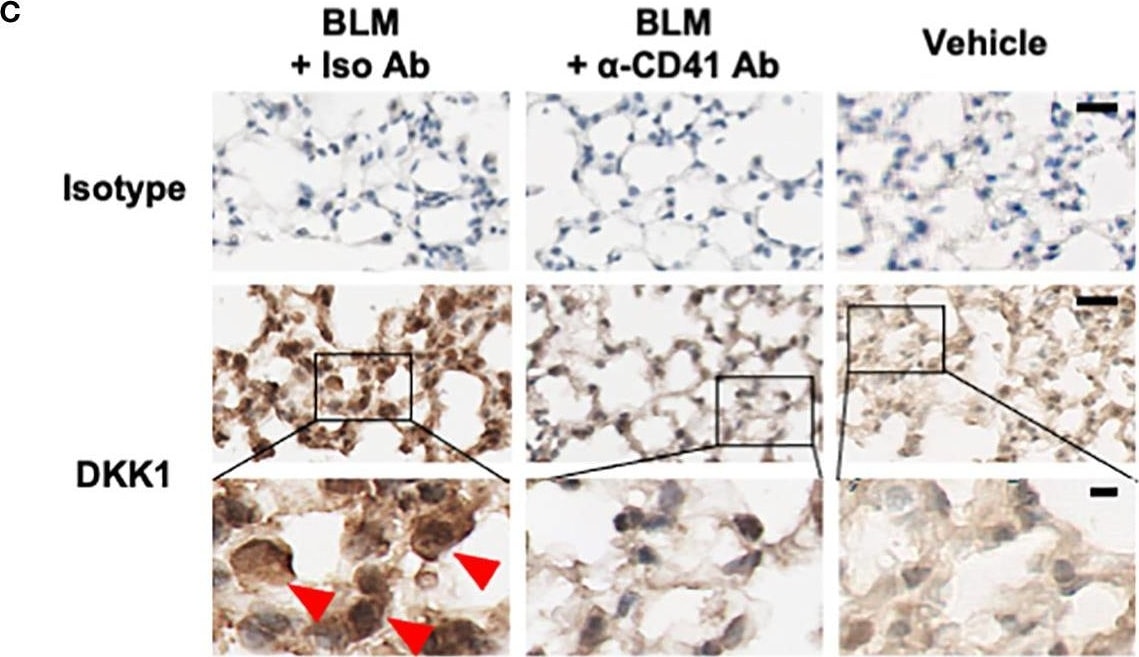 Detection of Mouse Dkk-1 by Immunohistochemistry