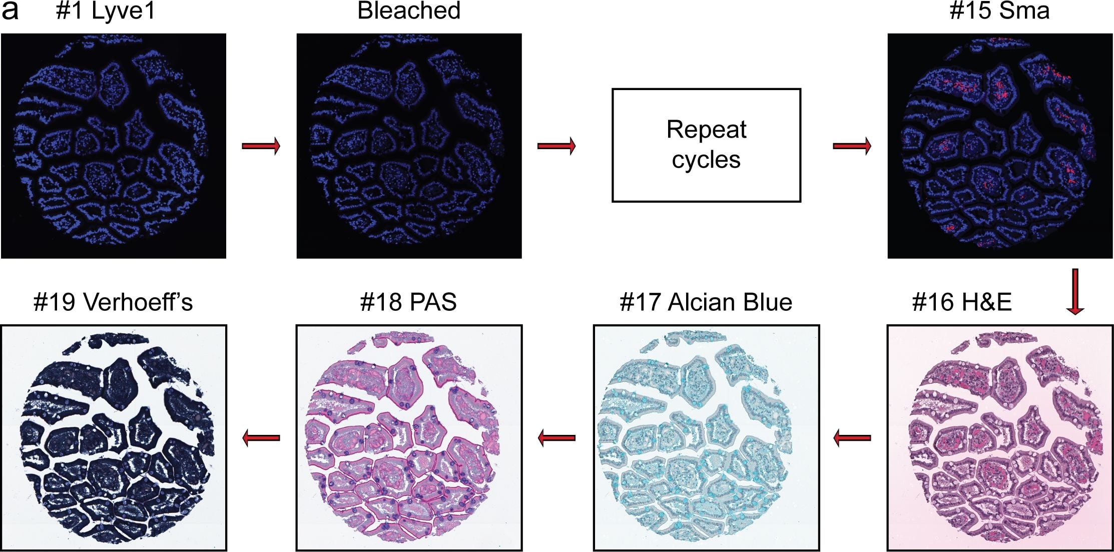 Detection of Human Dkk-3 by Immunocytochemistry/ Immunofluorescence
