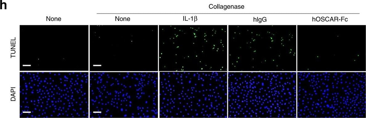 Detection of Mouse TRAIL/TNFSF10 by Immunohistochemistry