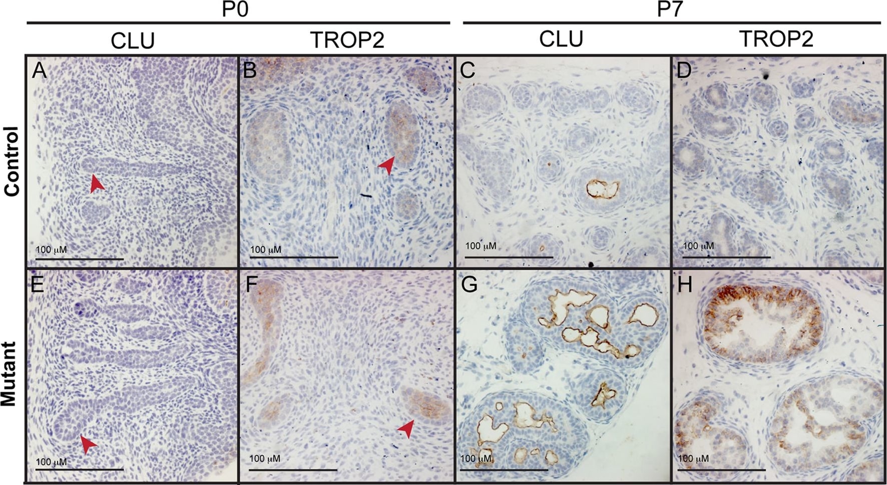 Detection of Mouse TROP-2 by Immunohistochemistry-Paraffin