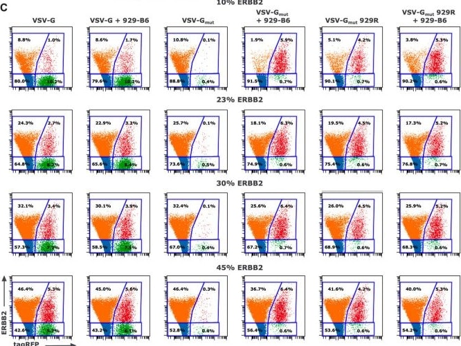 Detection of ErbB2/Her2 by Flow Cytometry