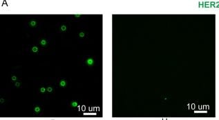 Detection of ErbB2/Her2 by Immunocytochemistry/ Immunofluorescence