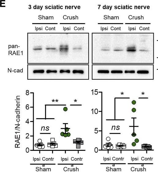 Detection of Mouse Rae-1 by Western Blot