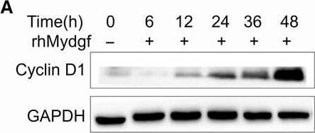 Detection of SF20/MYDGF by Western Blot