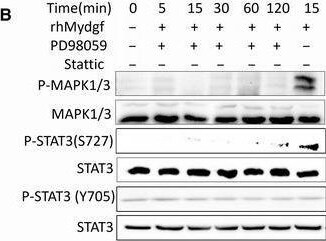 Detection of SF20/MYDGF by Western Blot