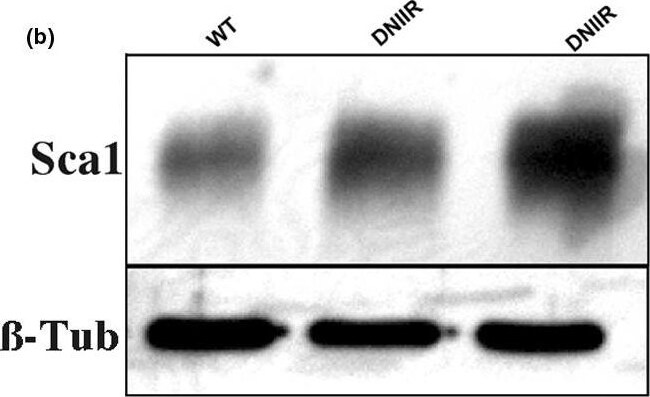 Detection of Mouse Sca-1/Ly6 by Western Blot