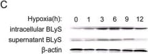 Detection of Human BAFF/BLyS/TNFSF13B by Western Blot