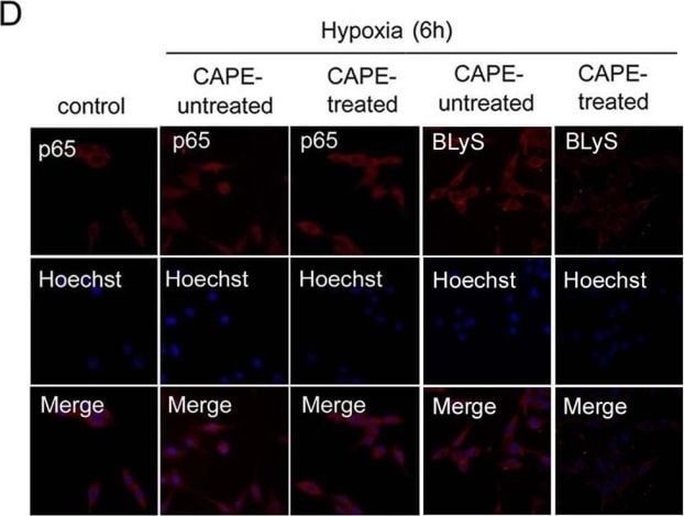 Detection of Human BAFF/BLyS/TNFSF13B by Immunocytochemistry/ Immunofluorescence